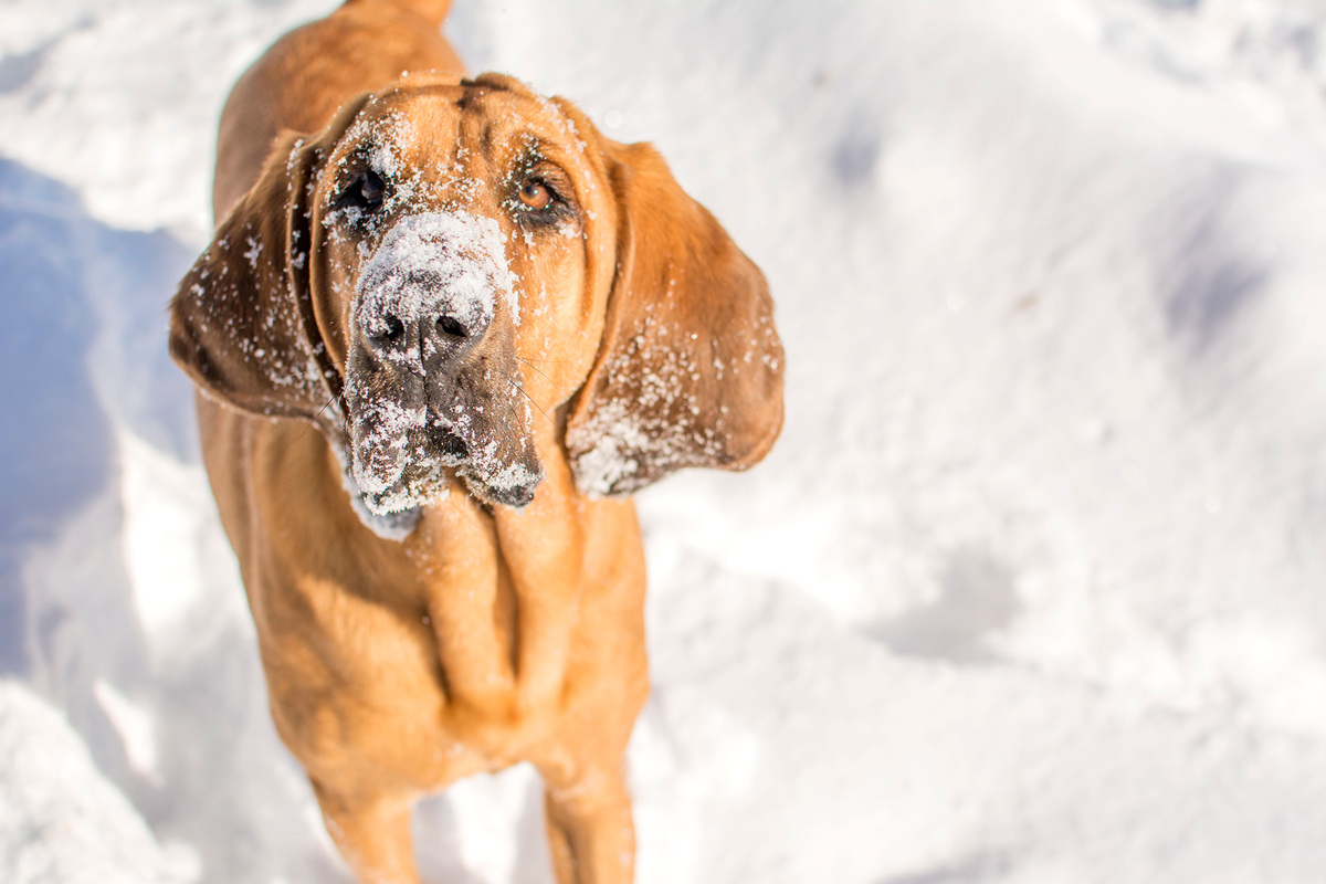 Bloodhound im Schnee