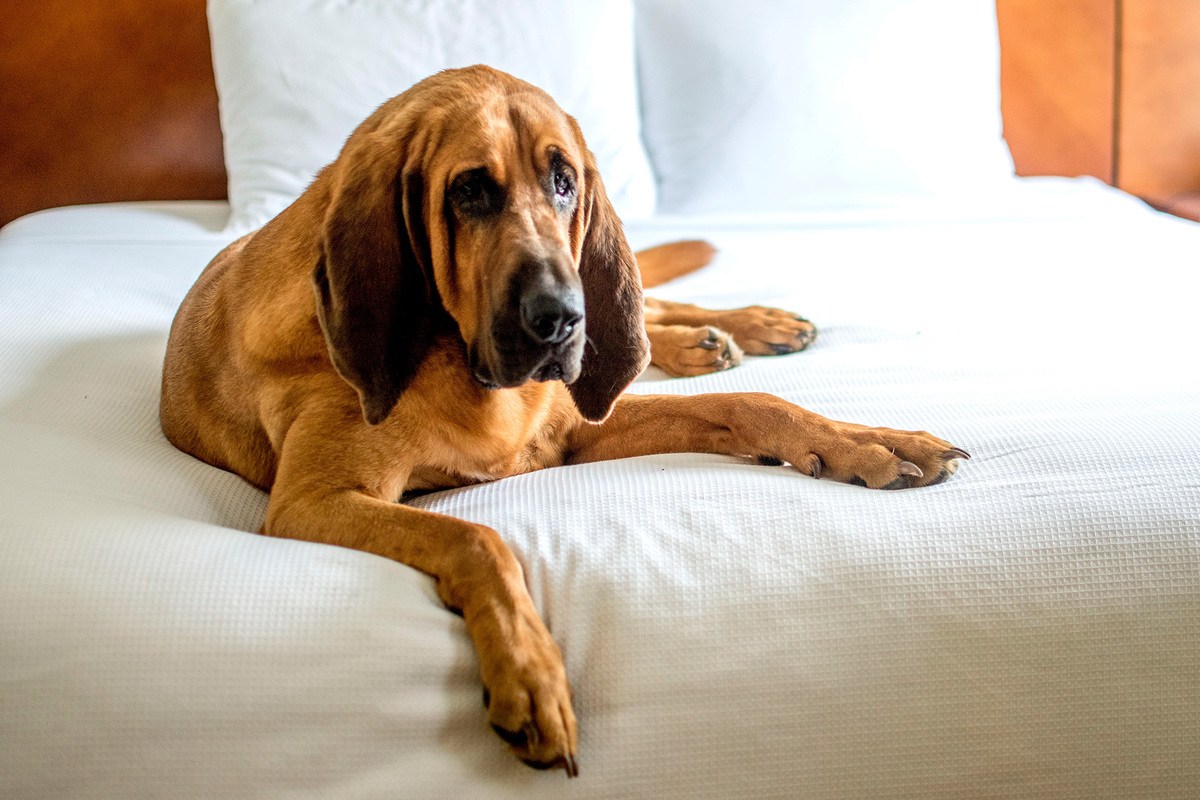 Bloodhound im Bett