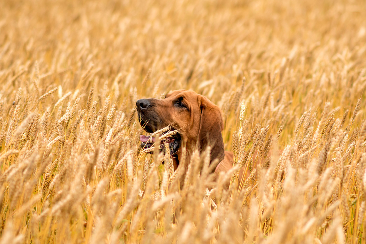 Bloodhound im Weizenfeld