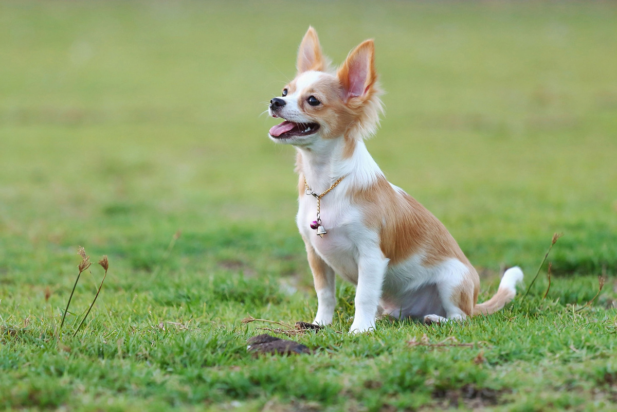 Chihuahua sitzt auf der Wiese