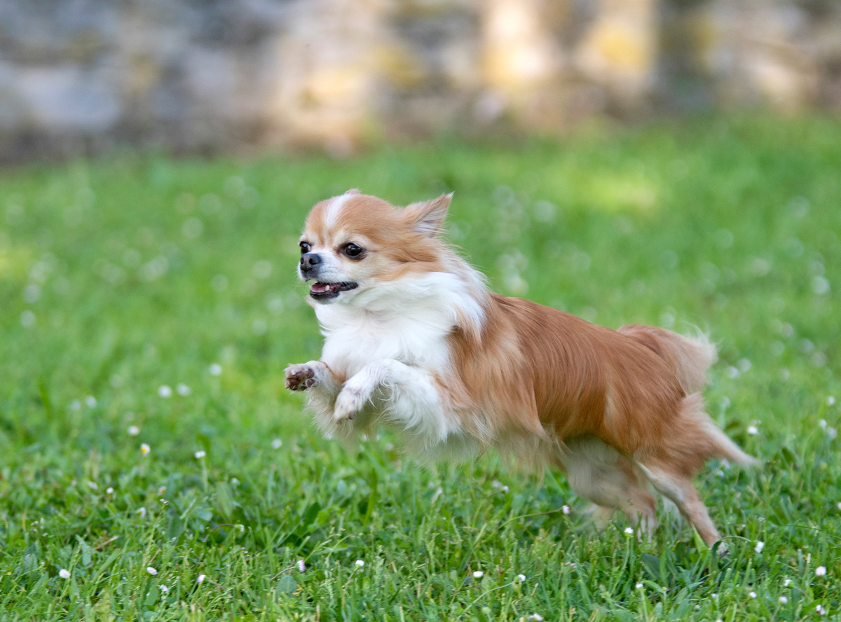 Chihuahua rennt über die Wiese