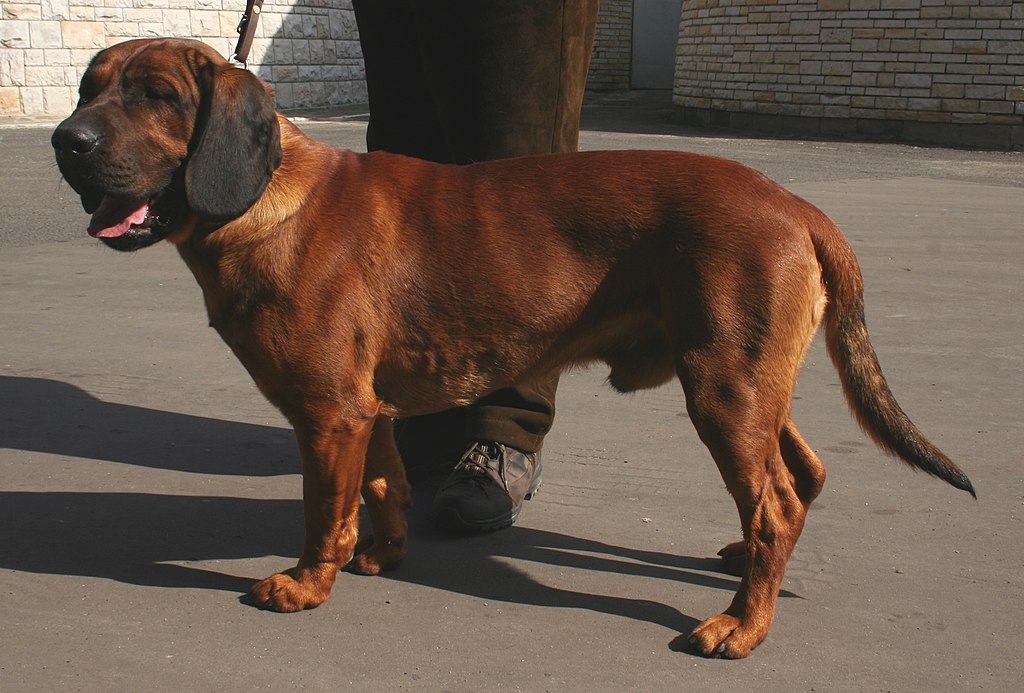 Hannoverscher Schweißhund