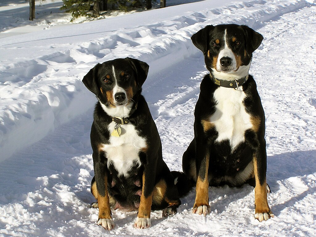 2 Appenzeller Sennenhunde