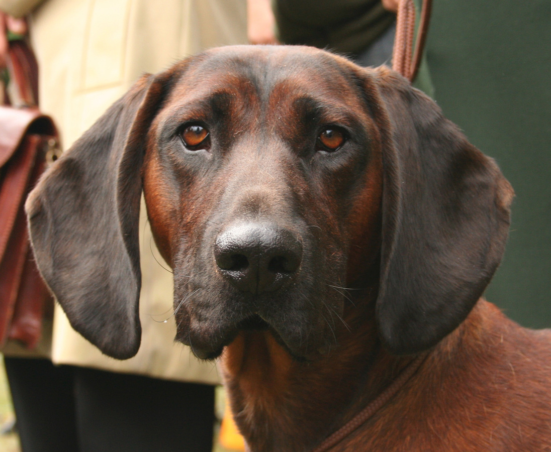 Bayerischer Gebirgsschweißhund Portrait